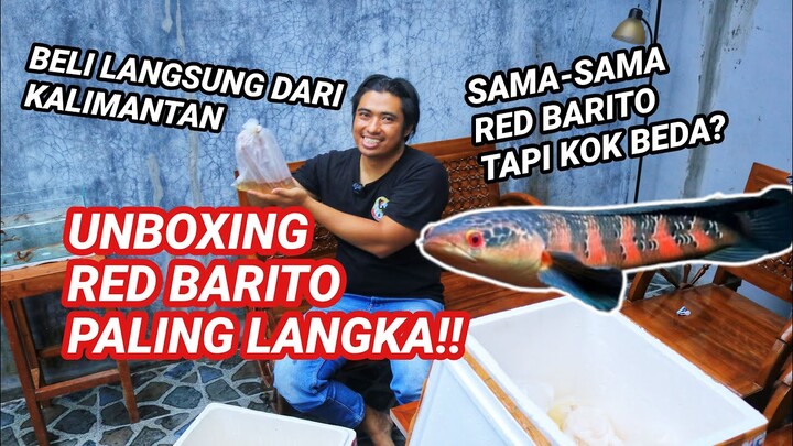 BORONG BABY RED BARITO DARI KALIMANTAN LANGSUNG—MERAHNYA GILA