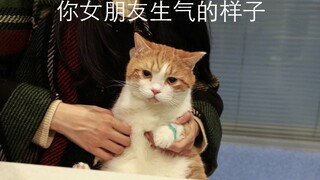 The orange cat Pig suddenly made a big move, spent over 4,000 on surgery for a broken tooth, and was