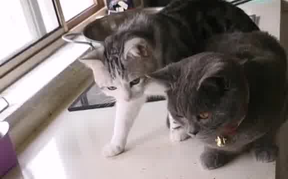 قفزتُ من الخوف!