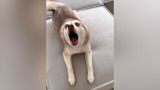 When mom doesn’t know that dad already fed me 😏 fyp foryou dog