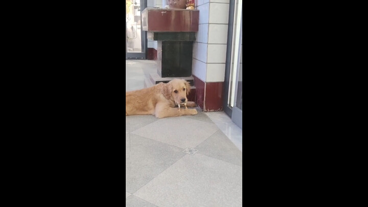 วินาทีที่ลูกไก่เข้าไปในปากหมา หมาก็งงไปเลย!