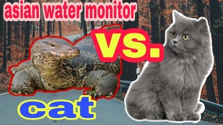 Asian water monitor (bayawak) vs. Cat