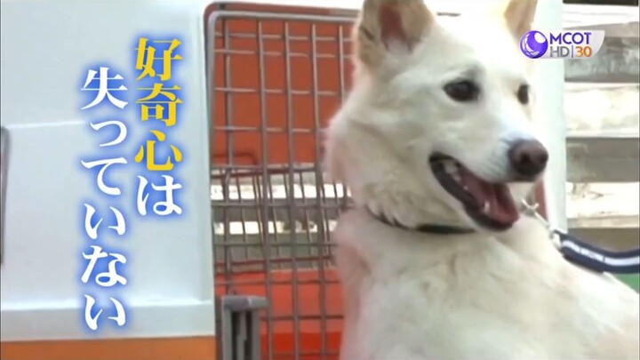 Shimura Zoo สวนสัตว์มหาสนุก #12