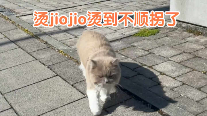 Help! It’s scorching hot like a sizzling iron plate—how freaking hot is the pavement in summer? My f