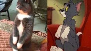 As we all know, Tom and Jerry is a documentary!