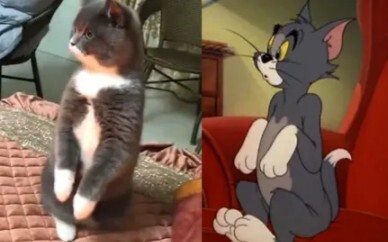 As we all know, Tom and Jerry is a documentary!