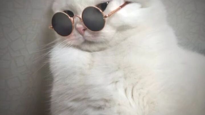 JJ cat