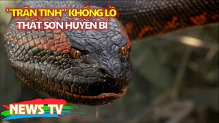 Bí ẩn loài "TRĂN TINH" khổng lồ vùng Thất Sơn huyền bí