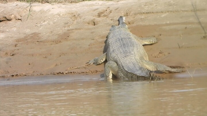 crocodile chitwan national parkk