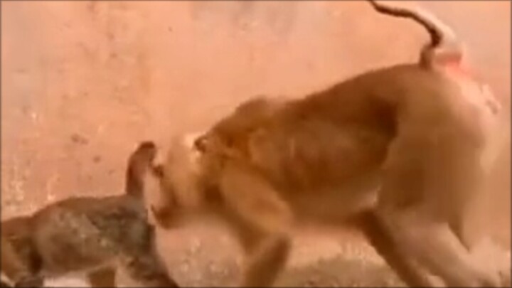 From Rockstar Games, always a masterpiece… Cat: What are you up to??? Let’s follow each other, like 