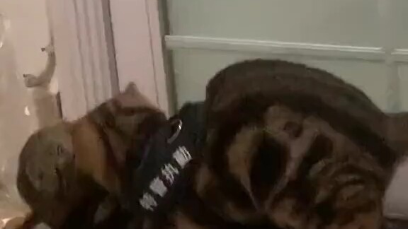 Terima kasih, aku benar-benar terpesona dengan ketampanannya!