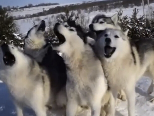 Husky: The temperature’s finally back to normal—my brain froze over, but now the CPU can finally wor