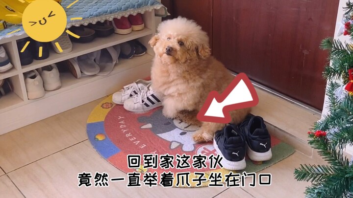 A Neat-obsessed Puppy’s Little Life | TuTu Pets & Yino SOS