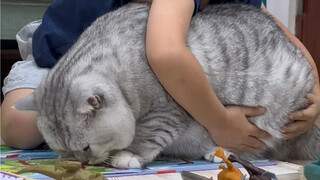 大壮把小弟的拼图打乱了，小弟只能叹气重新拼