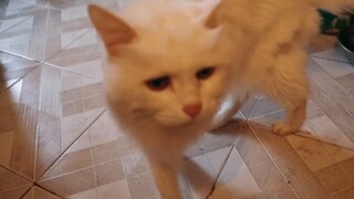 Kucing abadi Xueer berusia 26 tahun｜Jadilah peri kucing yang bahagia dan pergi ke bintang kucing unt