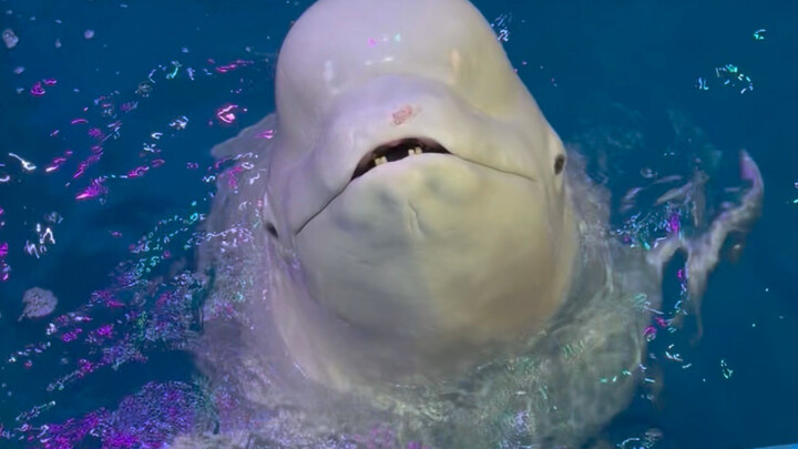 Xiao Hei’s calculations are really spot-on!