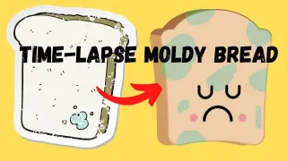 Time - lapse of Mold Growing on Bread