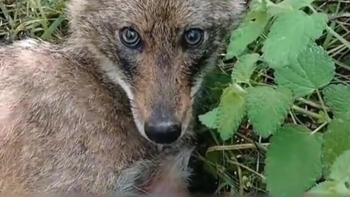 Which wolf is spreading the rumor that we wolves refuse to follow orders? Are you a dog or something
