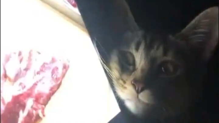 Chú mèo con nhìn thấy thịt là mắt cứ dán chặt không rời.