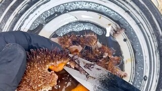 Immersive sea urchin opening!