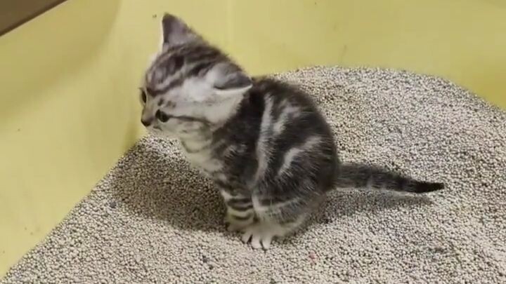 The little kitten pooped all by itself for the first time—so amazing!