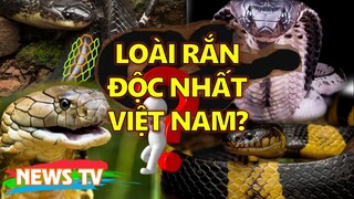 Những loài rắn độc nhất ở Việt Nam