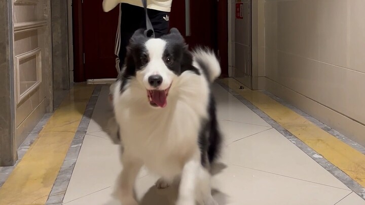 Everyday After Work: The Ordinary Person vs. the Dog Owner.