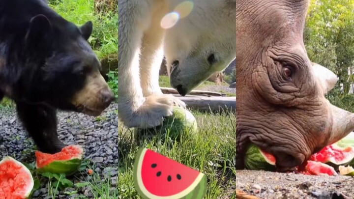 It’s such a hot day—let’s all enjoy some watermelon together!