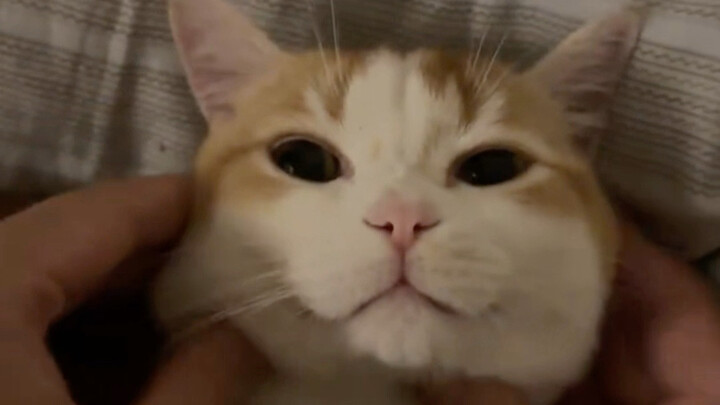 Si Kucing Kecil Menyapa Manusia Tua