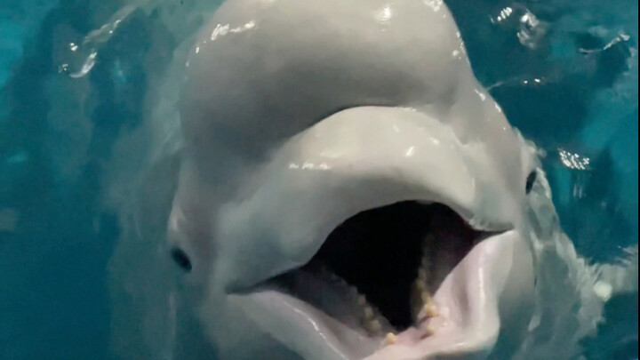 Testing How Xiao Hei Reacts to Good and Bad Words