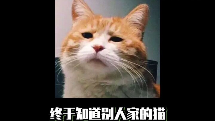 Turns out all those cute cats online are photoshopped!