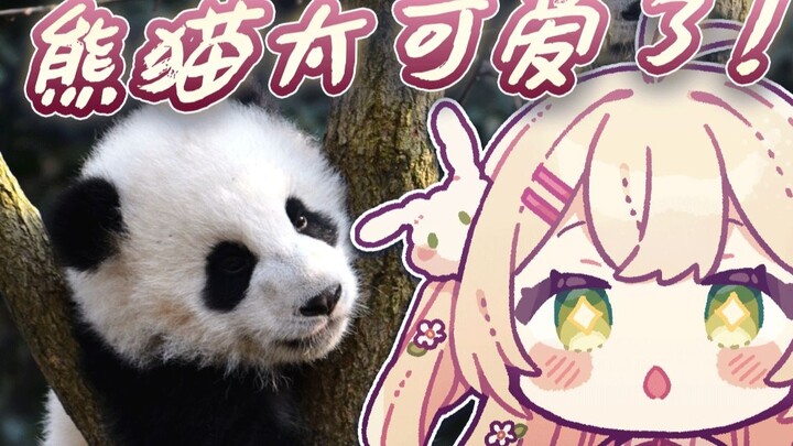 Japanese rabbit watches panda videos and becomes a ruthless kawaii machine [Yusaki Rabi]