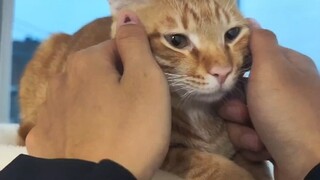 Mengelus kepala kucing