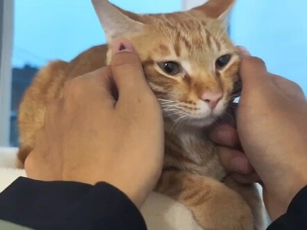 เกาหัวแมว