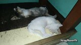 Black Family + adopted kittens sleeping after meal.