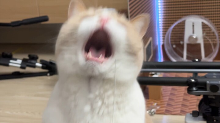 片场摆烂糕