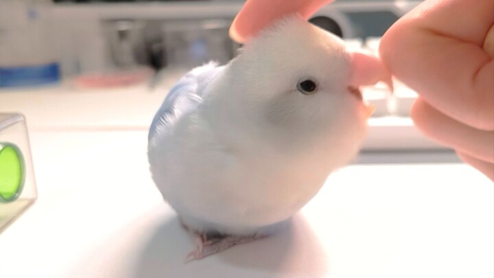 Using my pocket money to give the little bird a massage—how long will it take before it notices? 🤭