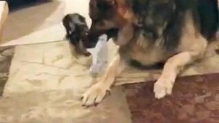 Dogs tag of war