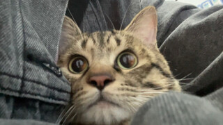 Membawa anak kucing lumpuh untuk akupuntur, selalu harus merangkak di bawah tempat tidur: Perubahan 