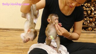 Both Lovely Baby Lion & Sono So Yummy Eating Delicious Dumplings