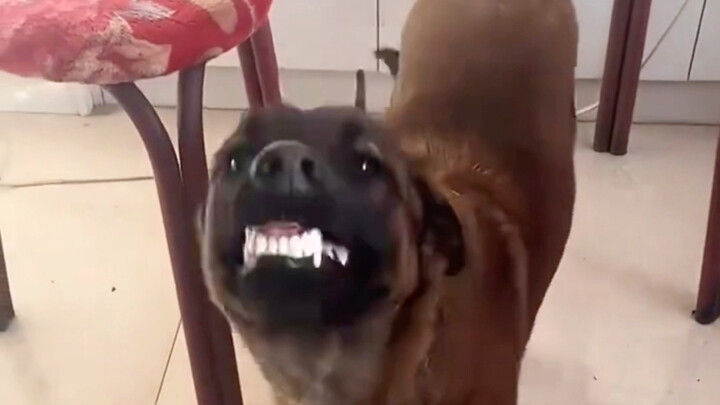Doggy: Sorry, Master, I’m blind.