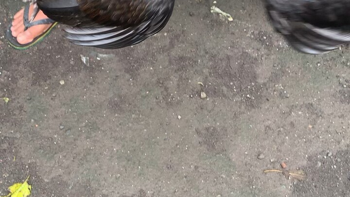 Mel sims brood hen