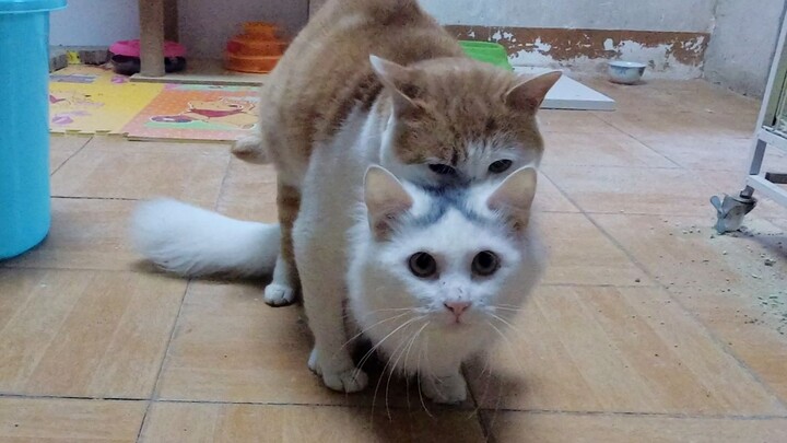 Hai chú mèo đực ngay tại chỗ “rắc đường” với nhau, tôi chỉ muốn hỏi các bạn một câu: đã bao giờ các 