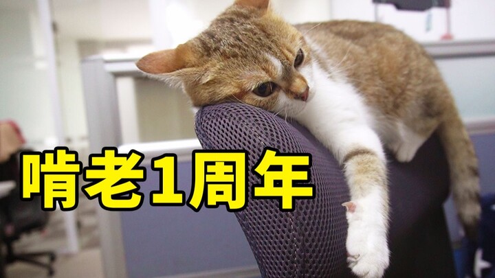 หนึ่งปีที่เจ้าแมวน้อยมาอยู่ที่บริษัท มีเรื่องราวอะไรเกิดขึ้นบ้าง? แมวตัวหนึ่งกับบริษัทโฆษณาที่กำลังจ