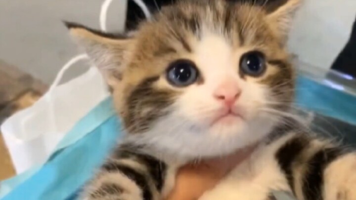 Heading to the cat market today—any cute and budget-friendly felines to be found?