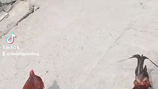 Balda PakPak Win TUMAKBO KALABAN 🐓😂
