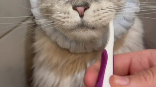 Si Maine Coon besar yang bahkan ditakuti serigala pun mandi!