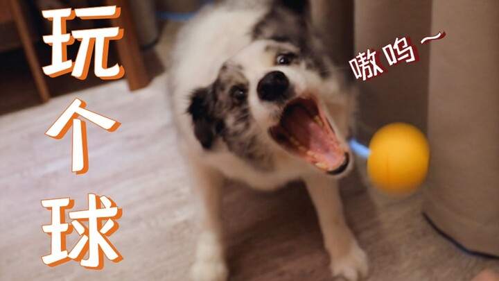 เจ้าของกับน้องหมาใครว่องไวกว่ากัน!? เกมเล่นบอลสุดระทึก!