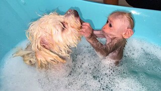 Khỉ BiBi giúp AMi tắm rửa, siêu cưng