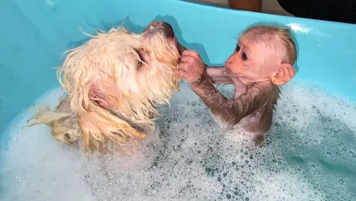 Little Monkey Bibi Helping Ami Take a Bath, It's Super Cute!